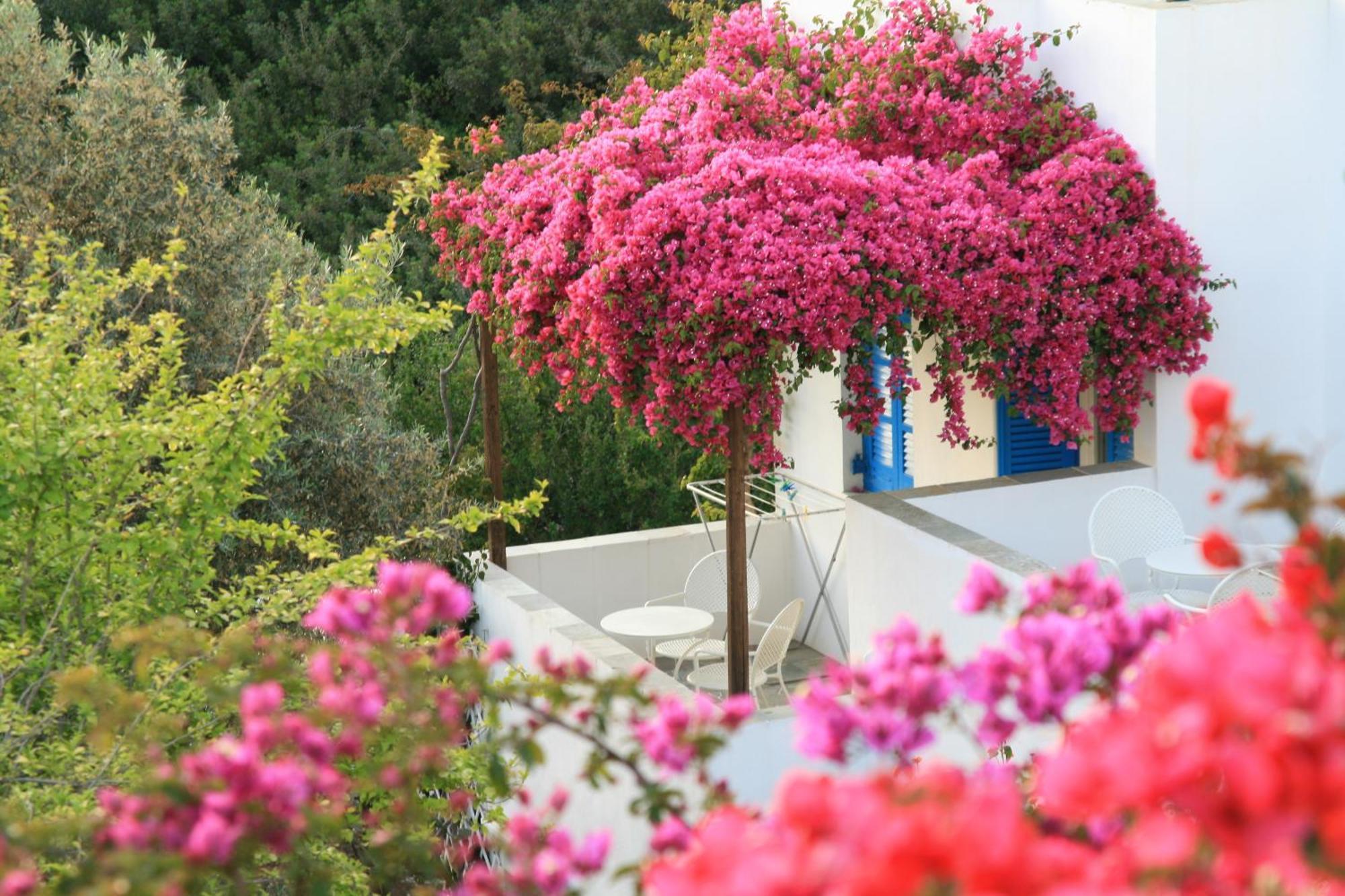 Alexandros Hotel Platis Gialos  Luaran gambar